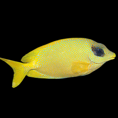 Golden Spinefoot Rabbitfish