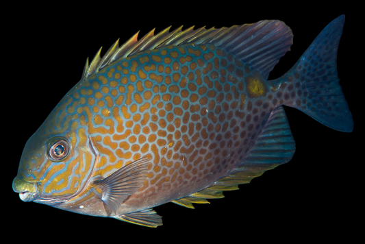 Yellow Blotch Rabbitfish