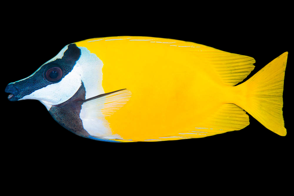Foxface Rabbitfish – International Aquatics