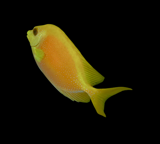 Blue Spotted Rabbitfish