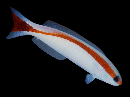 Skunk Tilefish