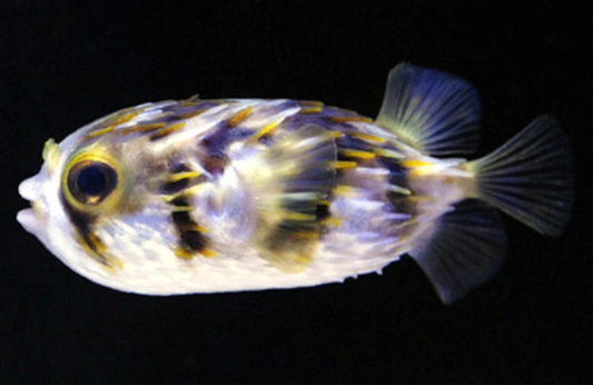 Slender-Spined Globefish Pufferfish