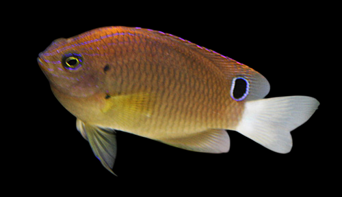 Smokey Damselfish