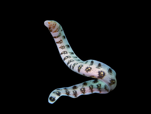 Snowflake Moray Eel