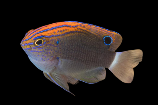 Speckled Damselfish