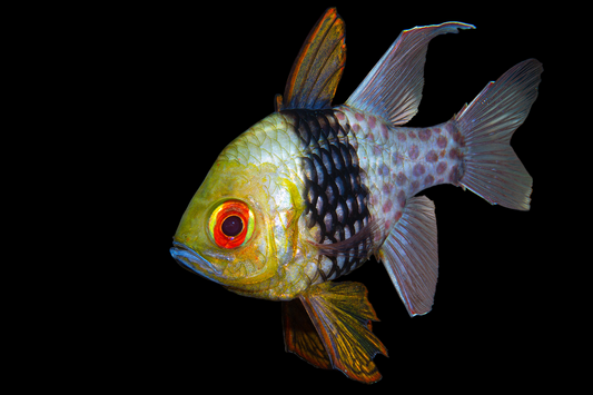 Pajama Cardinalfish