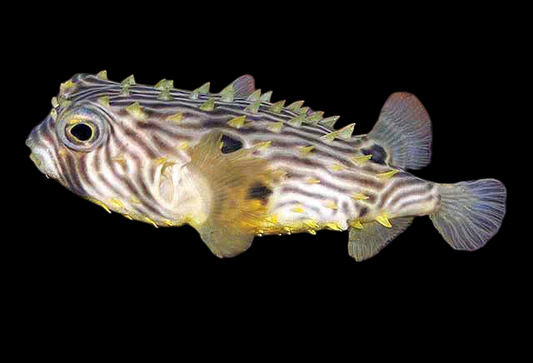 Spiny Box Burrfish Pufferfish