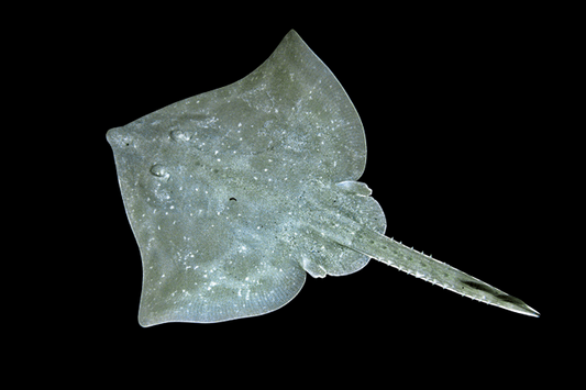 Wedgenose Skate