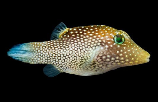 Spotted Sharpnose Pufferfish