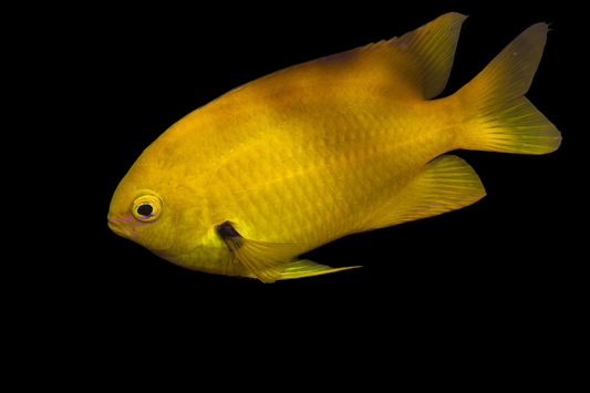 Sulphur Damselfish