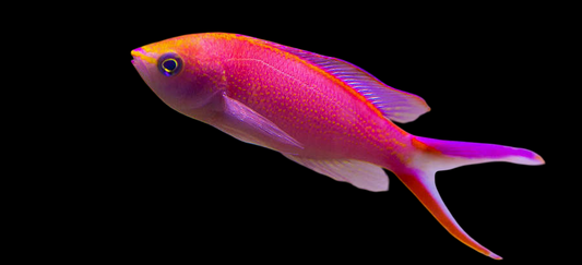 Sunset Anthias
