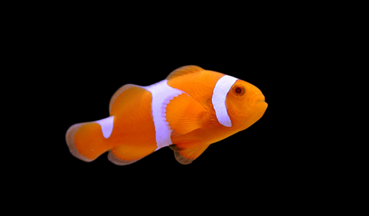 Tangerine Albino Ocellaris Clownfish
