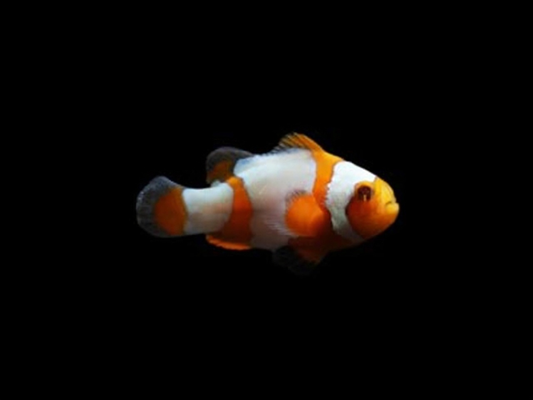 Tangerine Albino Snowflake Ocellaris Clownfish
