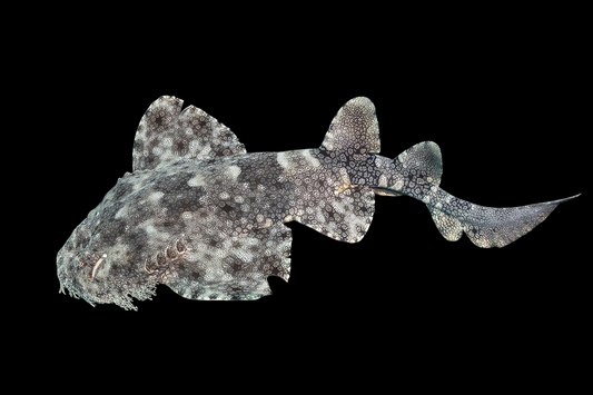 Tasseled Wobbegong Shark