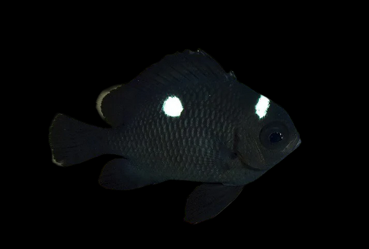 3 Spot Domino Damselfish