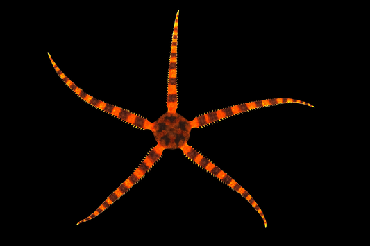 Tiger Brittle Sea Star