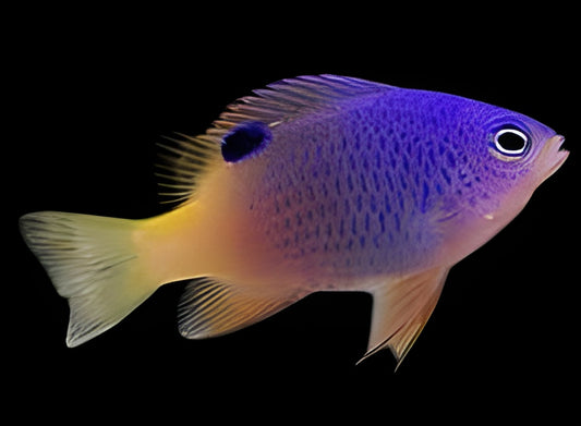 Tracy's Damselfish