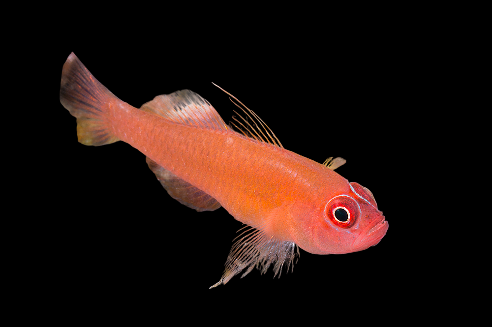 Flame Pygmy Goby