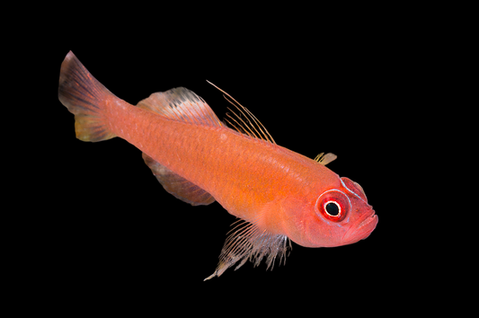 Flame Pygmy Goby