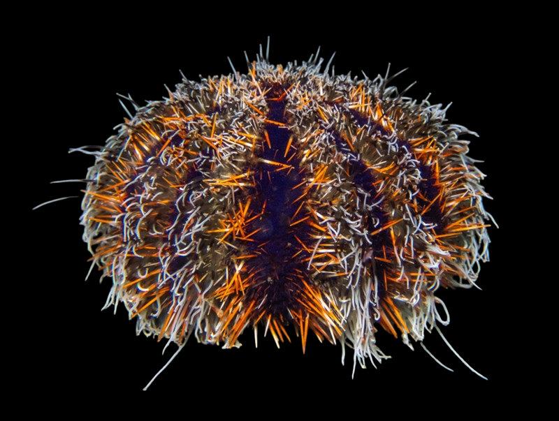 Hairy Pincushion Urchin