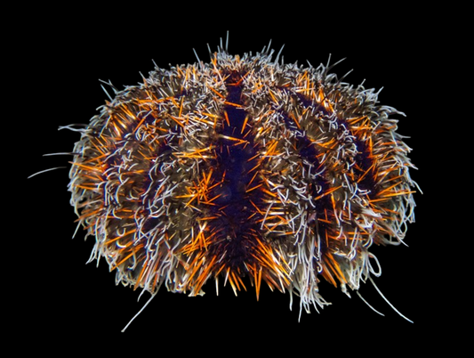 Hairy Pincushion Urchin
