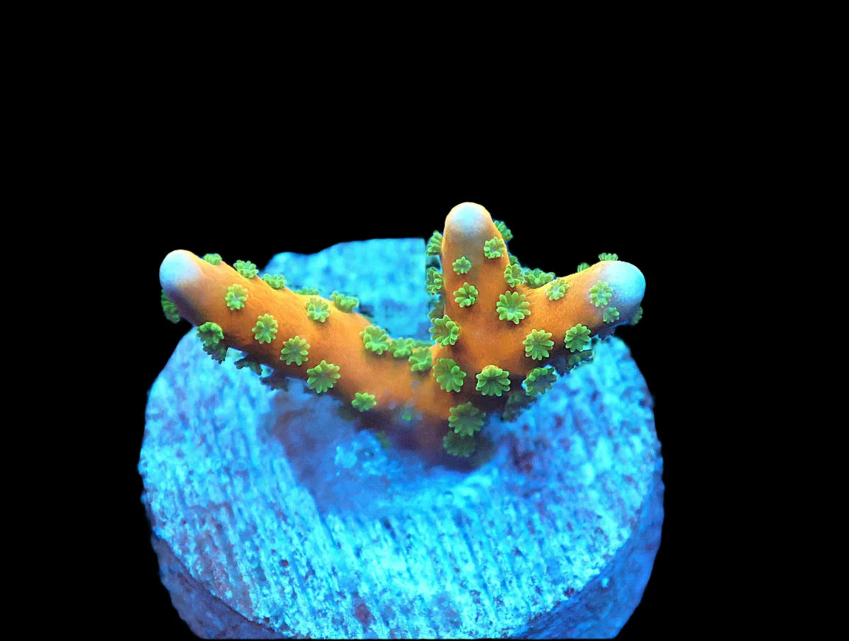 Tropicana Anacropora sp