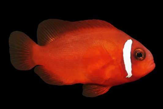 True Skunk Rose Clownfish, Bali Aquarich