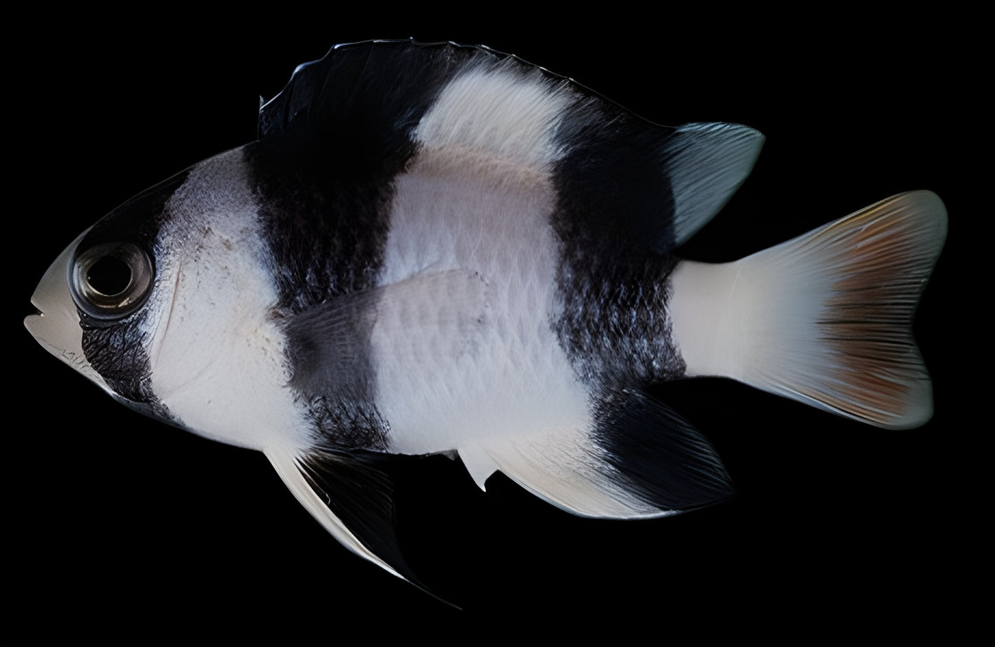 Tuxedo Damselfish