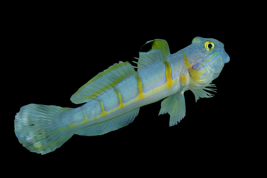 Decorated Glider Goby – International Aquatics