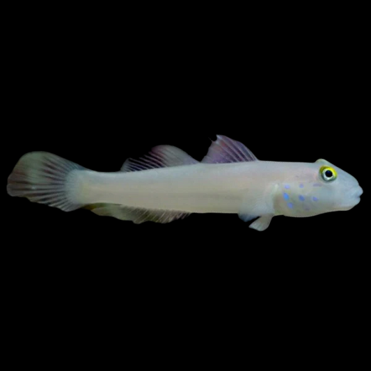 Blue Speckled Watchman Gob