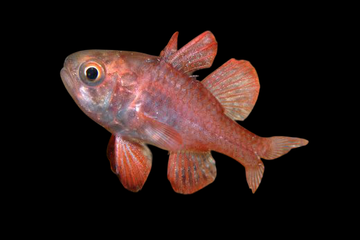 Scarlet Cardinalfish