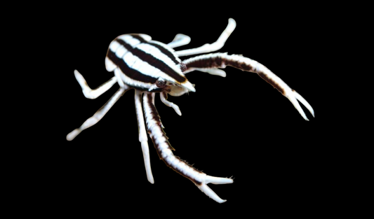 Colored Crinoid Squat Lobster