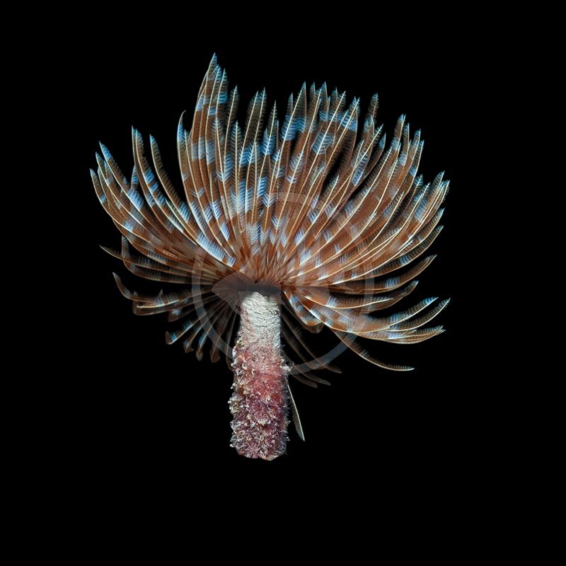 Pink Dwarf Feather Duster