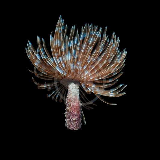 Pink Dwarf Feather Duster