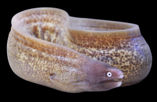 White Mouth Moray Eel