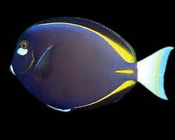 White Cheek Tang
