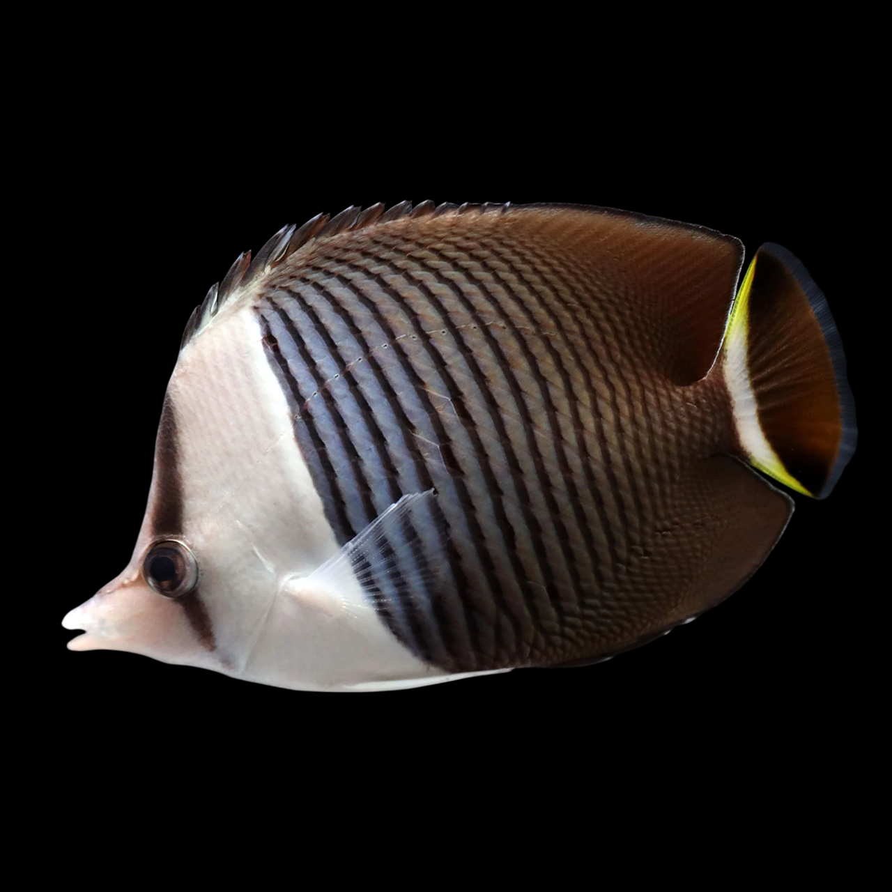 White Face Butterflyfish – International Aquatics