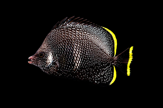Wrought Iron Butterflyfish