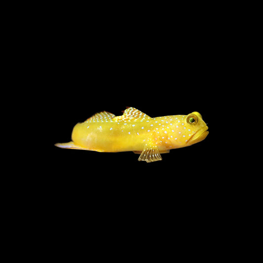 False Yellow Spotted Watchman Goby