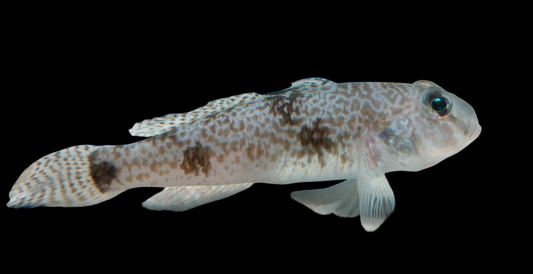Yellowfin Goby