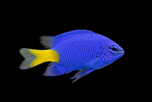 Gregory Yellowtail Damselfish