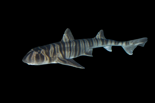 Zebra Bullhead Shark