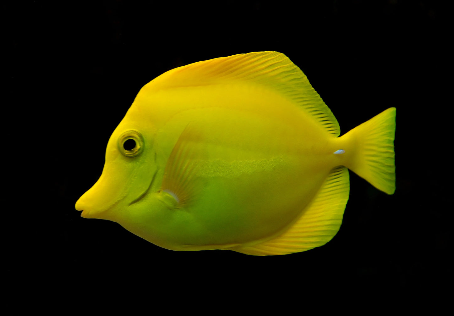 CB Yellow Tang