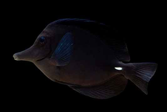 Black Longnose Tang