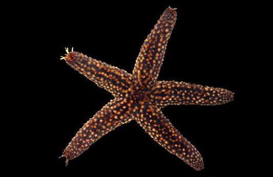 Spiny Sea Star