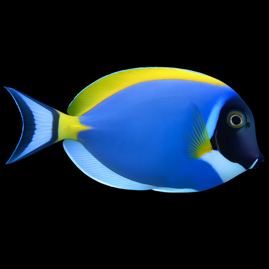 Powder Blue Tang
