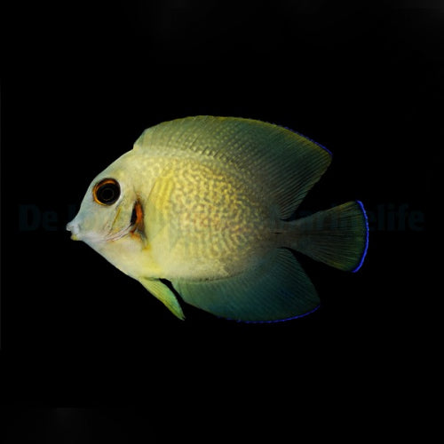 Mimic Half Black Tang