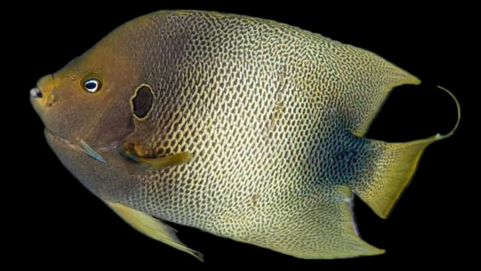 African Angelfish
