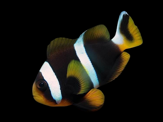 Allardi Clownfish
