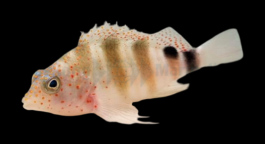 Red Spotted Hawkfish